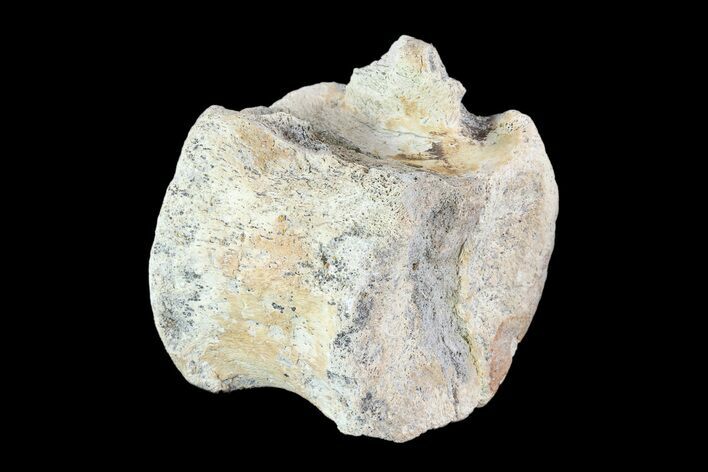 Bargain, Hadrosaur Vertebra - Alberta (Disposition #-) #93222